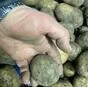 картофель продовольственный оптом в Комсомольск-на-Амуре 8
