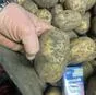 картофель продовольственный оптом в Комсомольск-на-Амуре 5